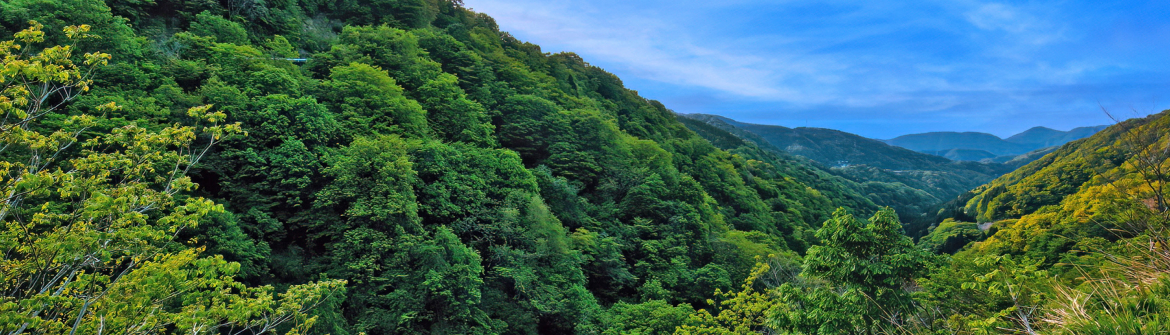 山林